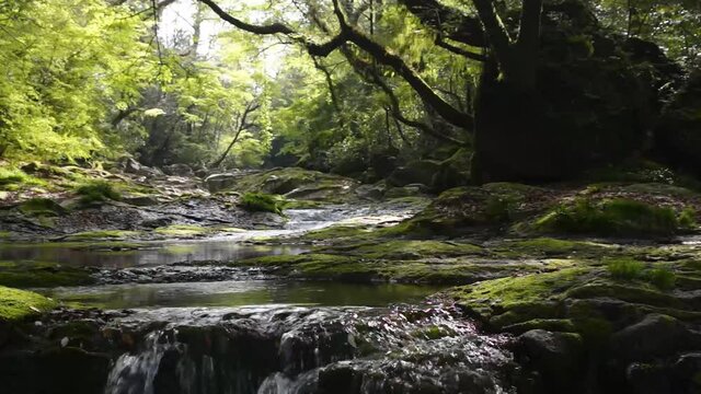 新緑の菊池渓谷