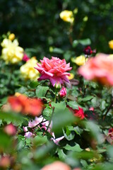 Fototapeta premium rose