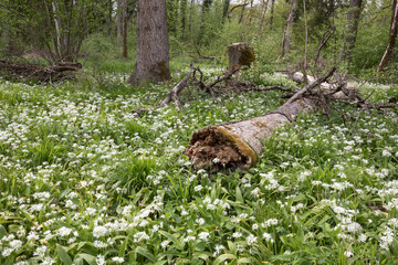 Blühender Bärlauch (Allium ursinum) im Wald