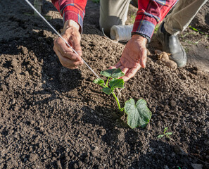 Male farmer ties up cucumber seedlings