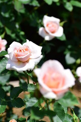 Fototapeta premium rose