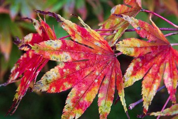 autumn tree in the park