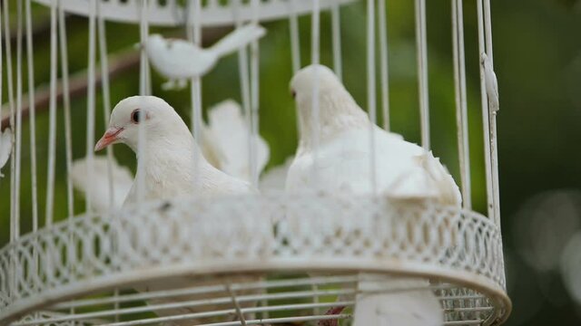 Wedding white doves sitting in a cage
