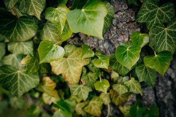 Schöne Efoui Blätter in Herz Form