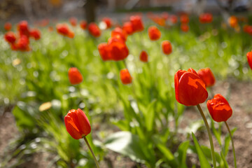 Many red tulips growing from the ground.