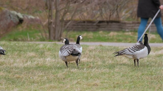 The barnacle geese (Branta leucopsis) in the public park, the woman is walking in the background. Nordic nature in Finland.