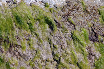 Algae on coastal stones at the beach of Benidorm-Spain.