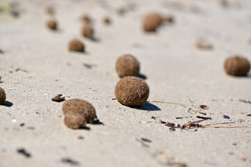 Fototapeta na wymiar Seaweed balls at the beach of Benidorm-Spain.
