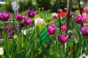 Close-up of the flower tulips blooming in the garden