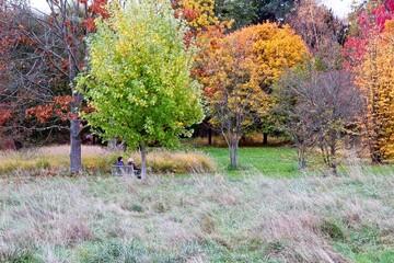 autumn tree in the park