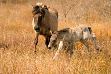 Obraz na płótnie Canvas Mare and foal konik horse in a nature reserve. A playful foal, the newborn is jumping in the golden reeds. Black tail and cream hair