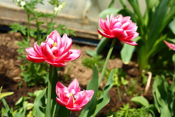 Close-up of the flower tulips blooming in the garden