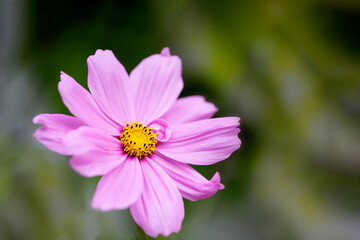 Fototapeta premium Close up of pink cosmos flower on blurry background. Nature background