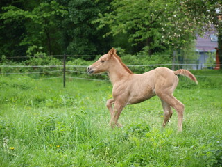 Fototapeta premium Fohlen, laufen 