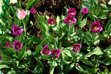 Close-up of the flower tulips blooming in the garden