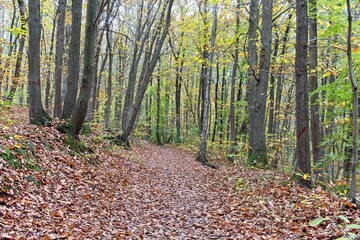 autumn tree in the park