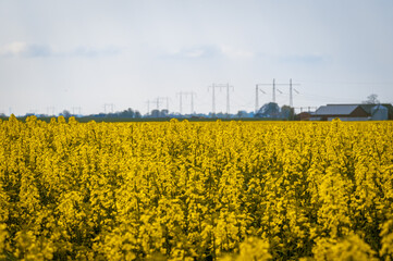 Yellow rapeseed canola field in Sk&aring;ne Sweden during spring
