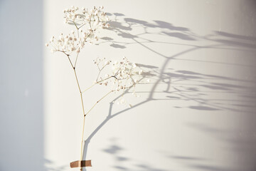 Save planet and global warming concept. Gypsophila flower glued to the background with shadows. 