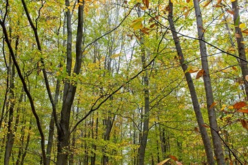 Obraz premium autumn tree in the park