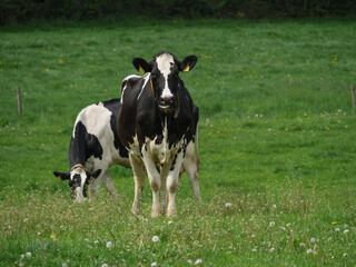 Naklejka na ściany i meble Kühe auf einer Weide am Niederrhein