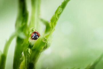 Front view of Ladybug on a green leaf