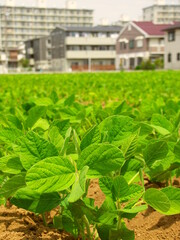 住宅地の枝豆畑風景