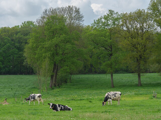 Kühe auf einer Weide am Niederrhein