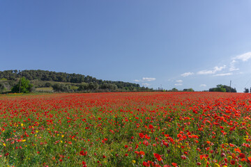 Closeup of a meadow of poppy flowers