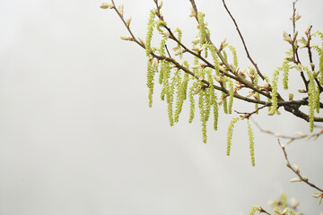 The first buds and earrings on tree branches in early spring on a light natural background.