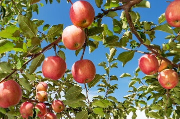 【青森県弘前市りんご】岩木山麓津軽の秋、りんご園は収穫中
