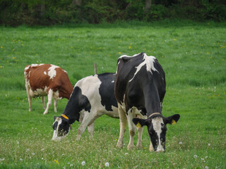 Naklejka na ściany i meble Kühe auf einer Weide am Niederrhein