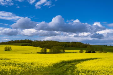 Obraz premium Landschaft Rapsfeld mit blauem Himmel und Wolken