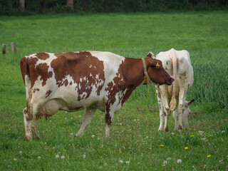 Fototapeta na wymiar Kühe auf einer Weide am Niederrhein