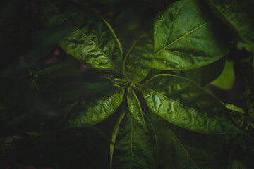Tropical plant bushes leaf texture, creative layout closeup view of large palm foliage nature dark green pattern on black background with cool moody tones flat lay abstract forest environment concept.