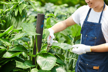 Cropped image young man prunning lush leaves of plant in gardening center