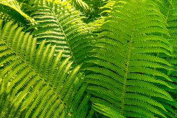 Green bush of fern in the forest.