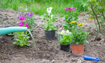 Concept of flowers in flowerpots for planting on a flower bed, Selective focus