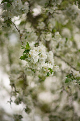 Photo of flowering trees in spring.