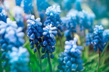 close up blue muscari flowers in green grass. summer background