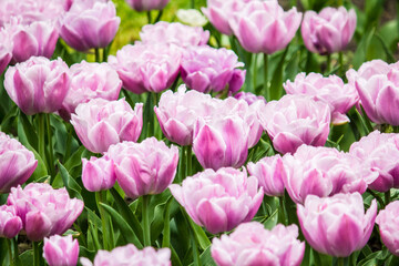 Fototapeta premium Pink double tulips after the rain. Close-up.
