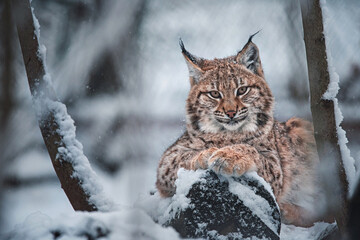 European lynx in winter © Sangur