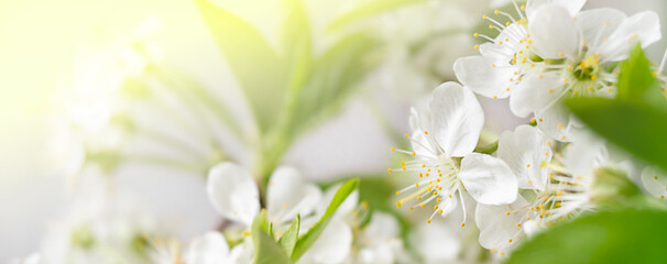 macro white cherry blossoms with green leaves. blurred summer background
