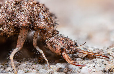 ant-lion doodlebug