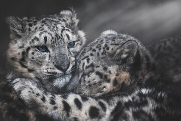 Snow leopard in winter