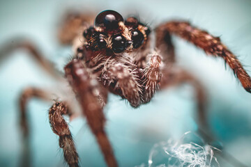 wet wolf spider 