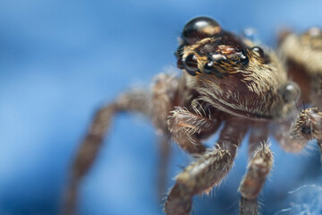 jumping wolf spider