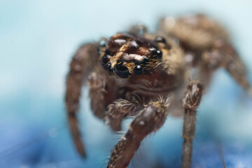 wet jumping spider