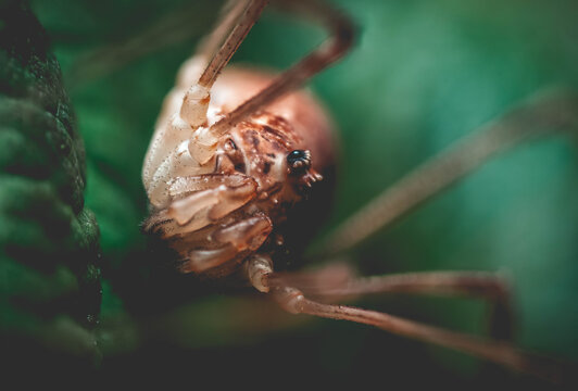 weaver on a leaf