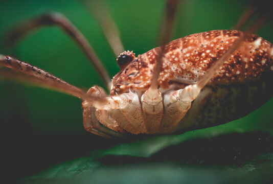 Weaver macro focus stack