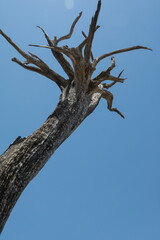 Tent Rock National Monument 
Detail of dead plant towards the sky.